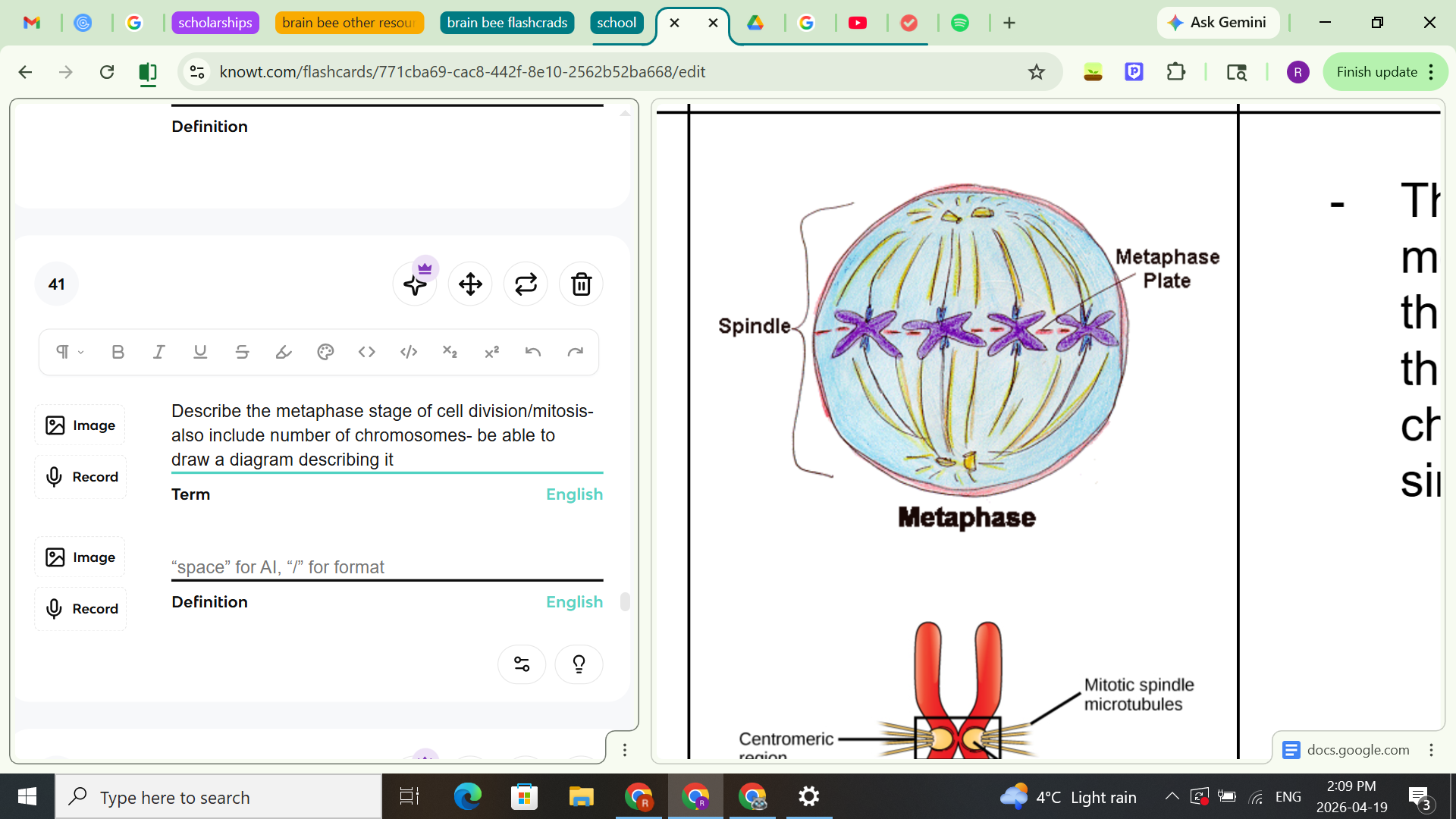 <ul><li><p><span style="background-color: transparent;">The double chromosomes move toward the <u>center line</u> of the cell.- This is referred to as the <strong>equator.</strong> The chromosomes line up in a single row</span></p></li><li><p><span style="background-color: transparent;">Spindle fibers start to form and stretch out from the centrioles</span></p></li></ul><p><u>Chromosome number:</u></p><ul><li><p>2n- 46 pairs of chromosomes</p></li></ul><p></p>