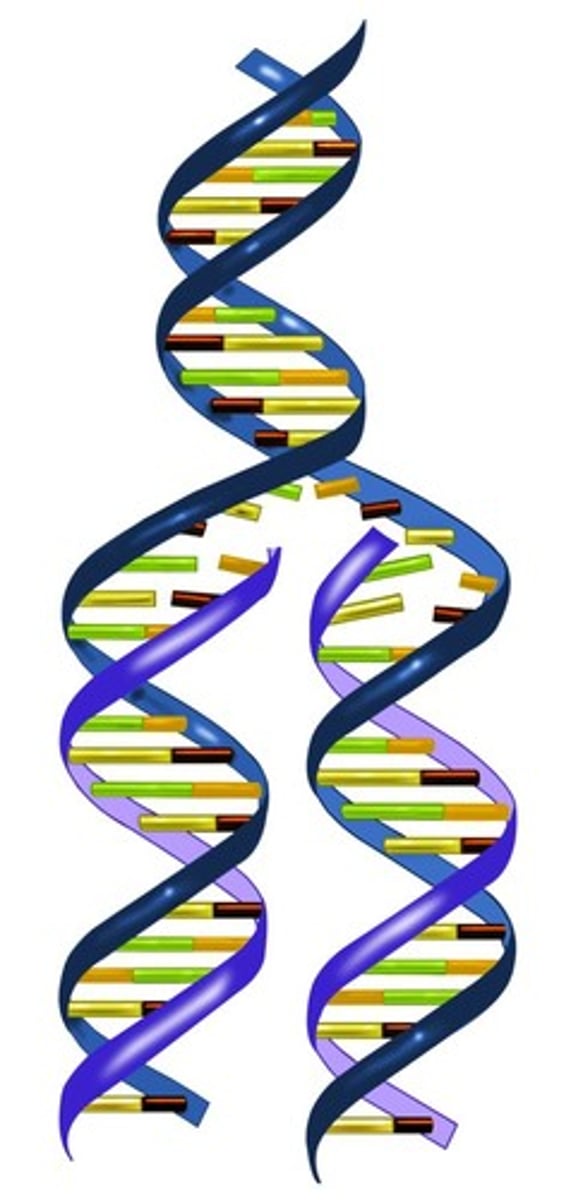 <p>Process prior to cell division where DNA is copied so that new daughter cells will have the same genetic information.</p>