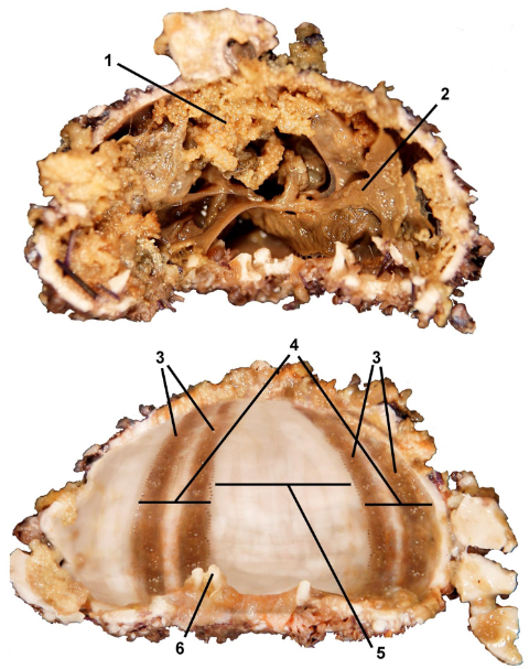 <p>class</p><p>label</p>