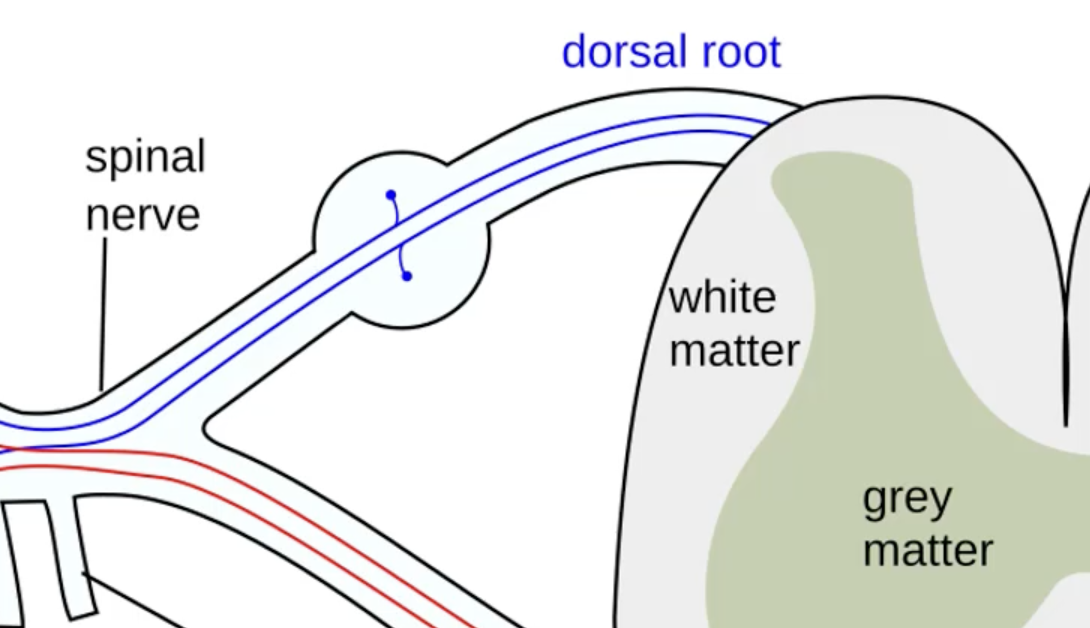 <p>the bubble spot in the dorsal root </p>