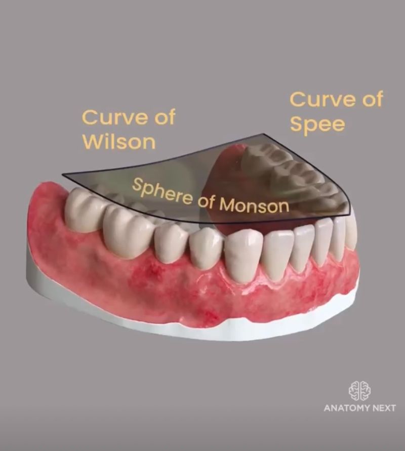 <p>sphere of monson</p>