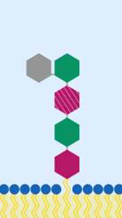 <p>Name of this Antigen profile; label from bottom to top. </p>