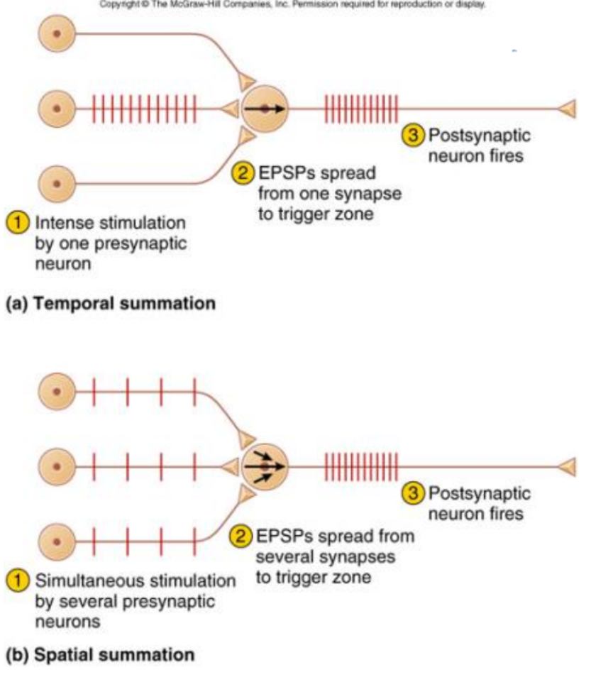 <ul><li><p>Net postsynaptic potentials in trigger zone</p><ul><li><p>Firing depends on net input of other cells</p><ul><li><p>Typical EPSP voltage = 0.5 mV and lasts 20 msec</p></li><li><p>30 EPSPs needed to reach threshold</p></li></ul></li><li><p>Temporal Summation</p><ul><li><p>Single synapse receives many EPSPs in short time</p></li></ul></li><li><p>Spatial Summation</p><ul><li><p>Single synapse receives many EPSPs from many cells</p></li></ul></li></ul></li></ul><p></p>