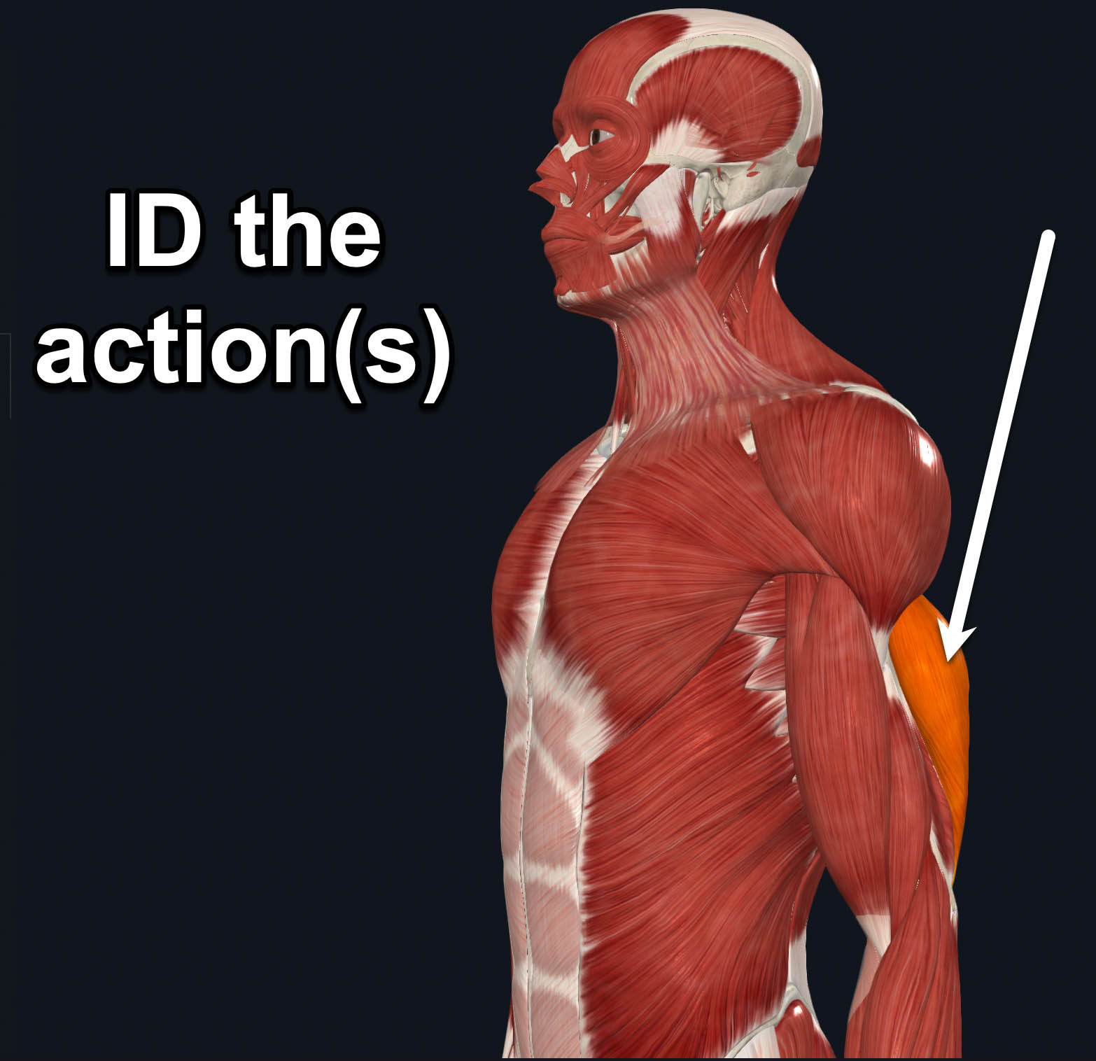 term image