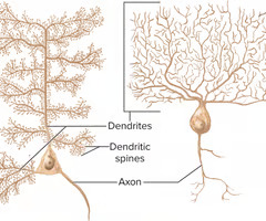 <p>multipolar neurons</p>