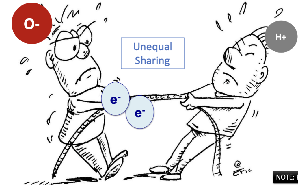 <ul><li><p>medium difference in electronegativity</p></li><li><p>unequal sharing of electron</p></li><li><p>partia charges</p></li></ul><p></p>