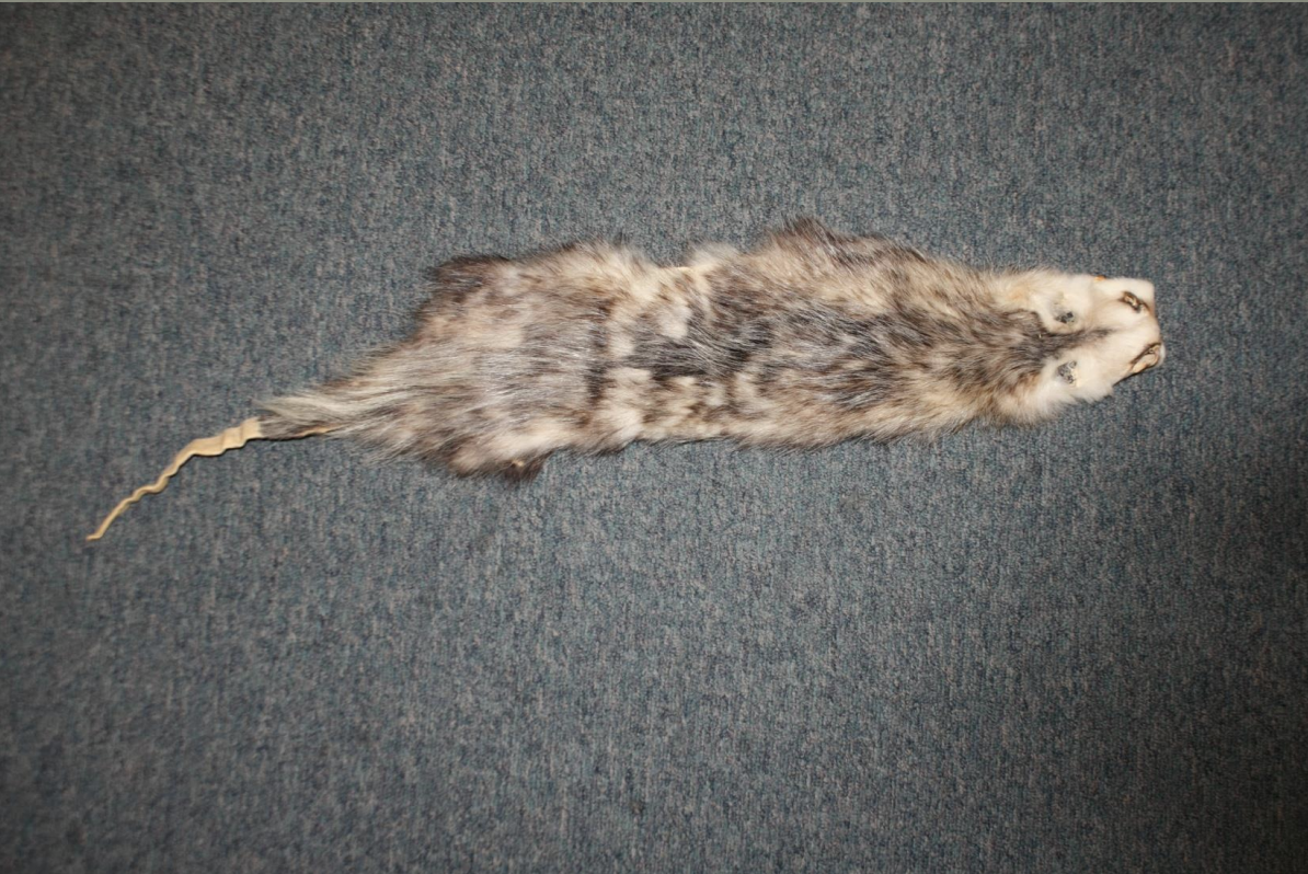 <p>Identify this fur</p>