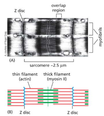 <p>Actin Filament Functions: Muscle contraction</p>