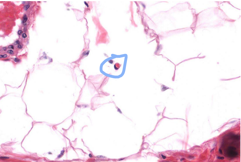 <p>Identify the structure indicated by the circle</p>