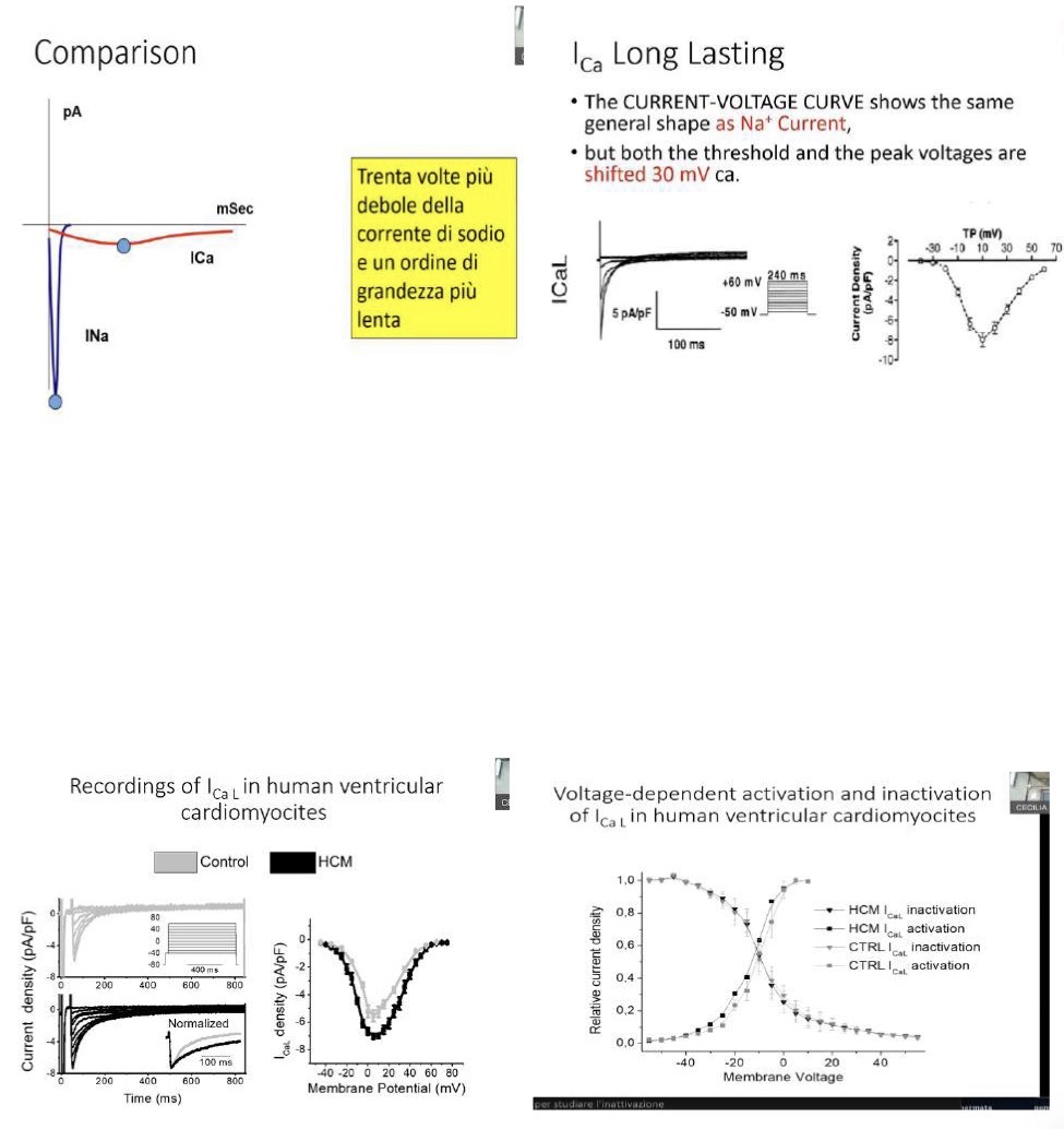 <p>Il plateau (Fase 2) è la caratteristica che differenzia il miocardio da muscolo scheletrico e nervi. È il risultato di un <strong>bilanciamento tra correnti entranti (depolarizzanti) e correnti uscenti (ripolarizzanti)</strong>.</p><p>• <strong>La Corrente </strong>I_{Ca,L}<strong> (Long Lasting):</strong> È la principale corrente entrante che sostiene il plateau.</p><p>• <strong>Confronto con il Sodio:</strong> La curva I/V ha una forma a campana simile a quella del sodio, e anche i meccanismi di gating (apertura/inattivazione) sono analoghi. Tuttavia, ci sono profonde differenze:</p><p>1. L'intensità è circa <strong>30 volte più piccola</strong>.</p><p>2. I tempi sono un <strong>ordine di grandezza più lenti</strong> (l'inattivazione dura circa 100-200 ms).</p><p>3. Soglia e picco sono <strong>shiftati (spostati) di circa +30 mV</strong> verso valori più positivi (la soglia del calcio è a -30/-40 mV).</p><p>• <strong>Patologia:</strong> Nella cardiomiopatia ipertrofica, la curva del calcio non è shiftata (il gating è uguale), ma l'intensità della corrente aumenta perché c'è una <strong>maggiore densità</strong> (maggiore espressione) di proteine canale sulla membrana.</p>