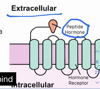 <p>Proteins are large and polar, water soluble, flow through blood but NOT lipid soluble so they cannot pass through a cellular membrane </p><p>Bind to cell surface receptors rather than through cellular membranes </p><p>Goes through indirect stimulation (hormone is not directly binded to the receptors) </p>