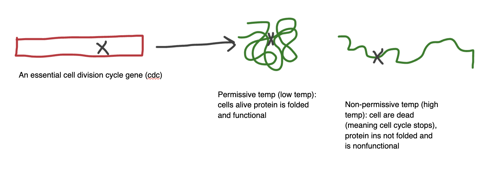 <ul><li><p><span>Conditional mutation where the protein product functions normally at a low ("permissive") temperature but becomes unstable, inactive, or denatured at a high ("restrictive") temperature</span></p></li></ul><p></p>