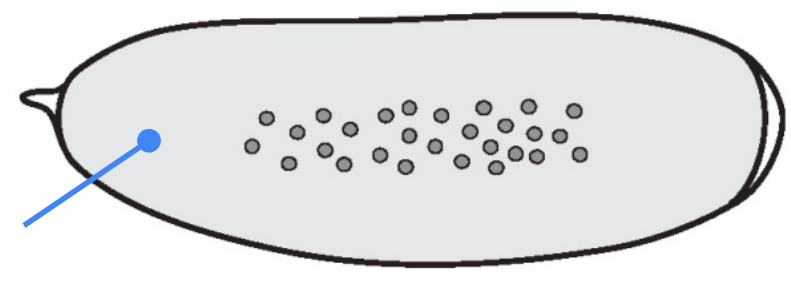 <p>Syncytium — a single large cell containing multiple nuclei formed by rounds of DNA replication and mitosis without cytokinesis</p>