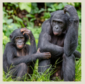 <p>being prosocial is adaptive</p><p>cooperation = better survival</p><p>benefits for individual success</p><p>non-human primates help and cooperate but not at cost to self</p>