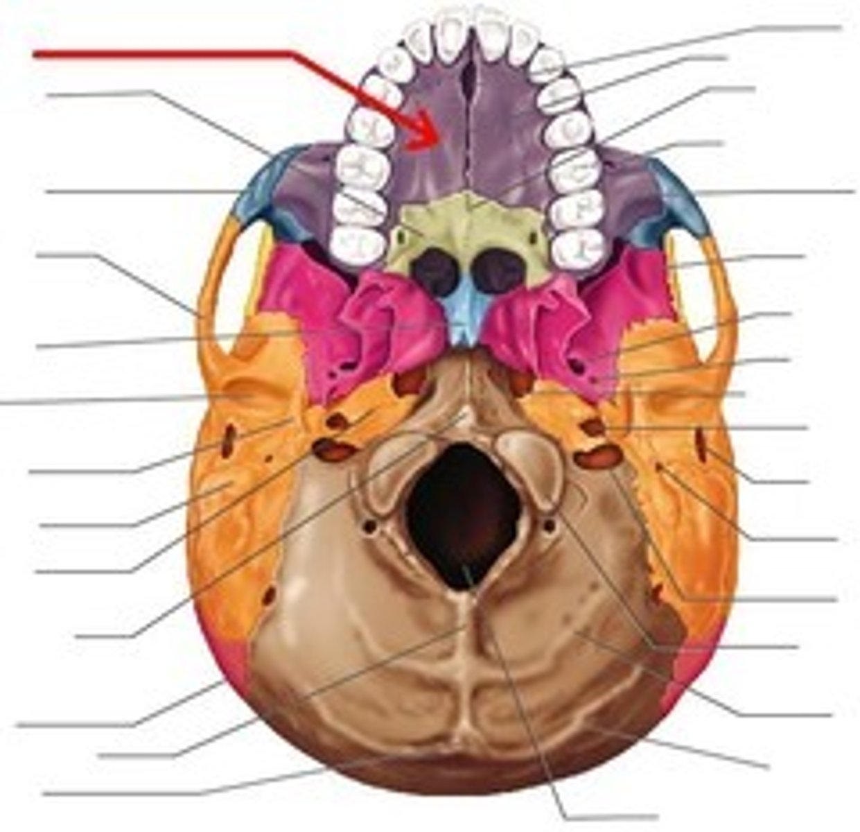 <p>bony part of the palate</p>