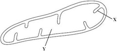 <p>Cristae</p>