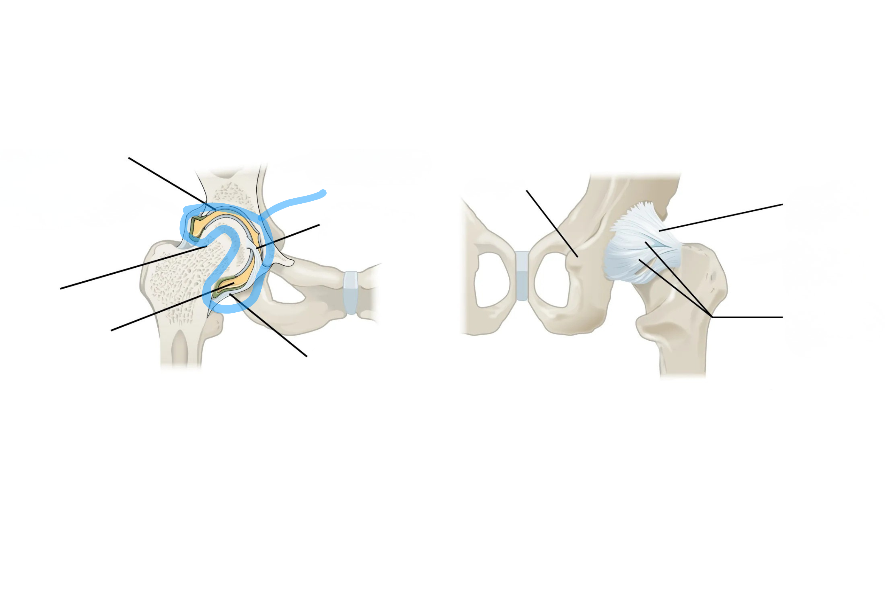 <p><span style="background-color: transparent;">Hip Joint Model/Diagram</span></p>