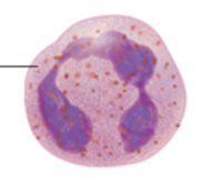 <p>What formed elements of blood is this</p>