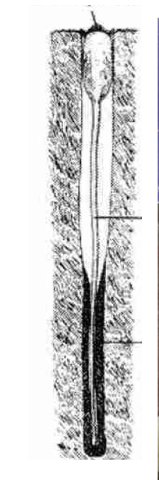 <p><strong>FILO </strong>Brachiopoda<br><strong>CLASE </strong>Lingulata<br><strong>FAMILIA </strong>Lingulidae<br><strong>GÉNERO </strong><em><u>Glottidea Audebartii</u></em><br><strong>CARACTERÍSTICAS </strong>Concha dorsal y ventral, parecen bivalvos pero NO lo son.</p>