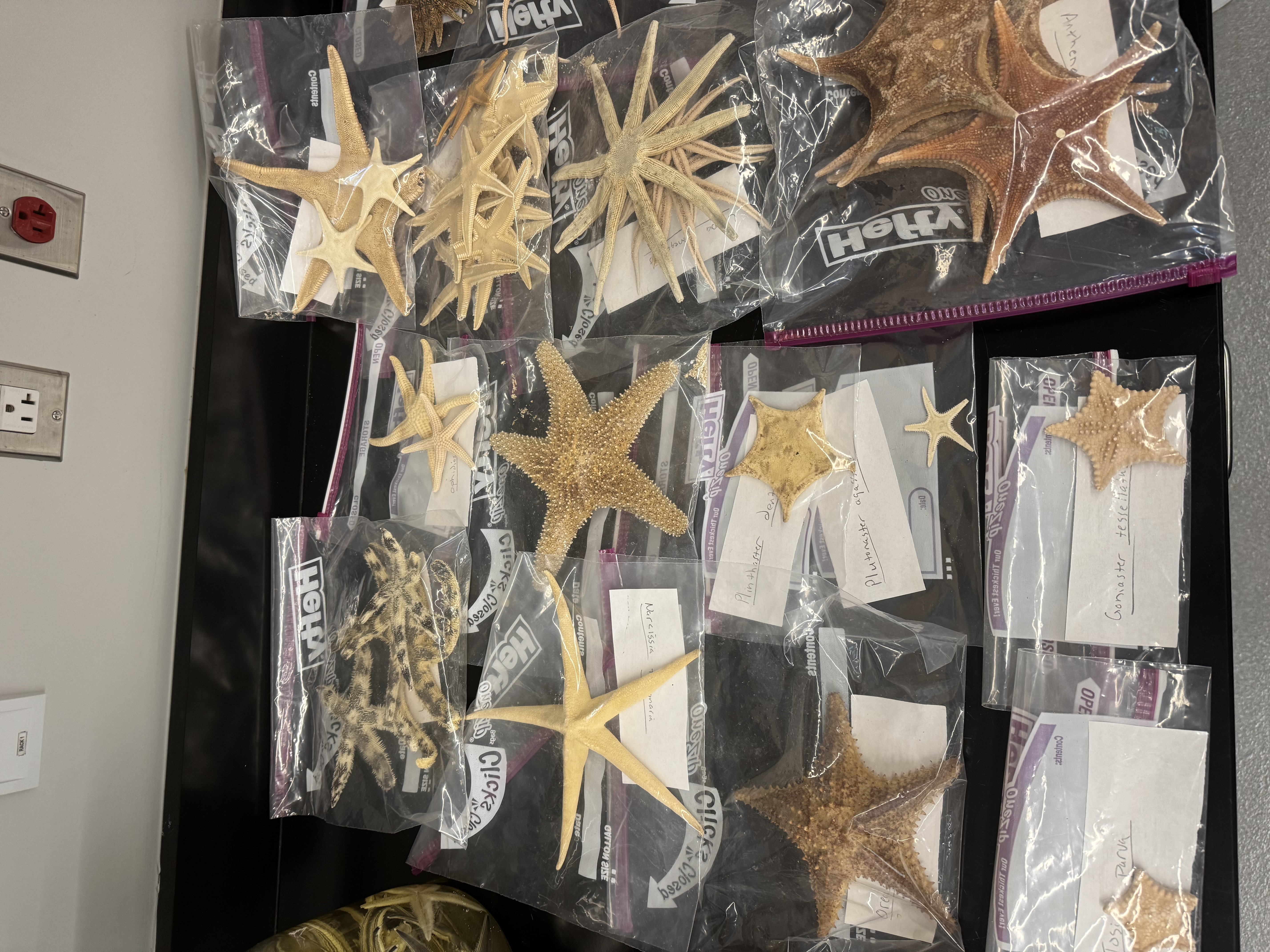 <p>Phylum?</p><p>Class?</p>