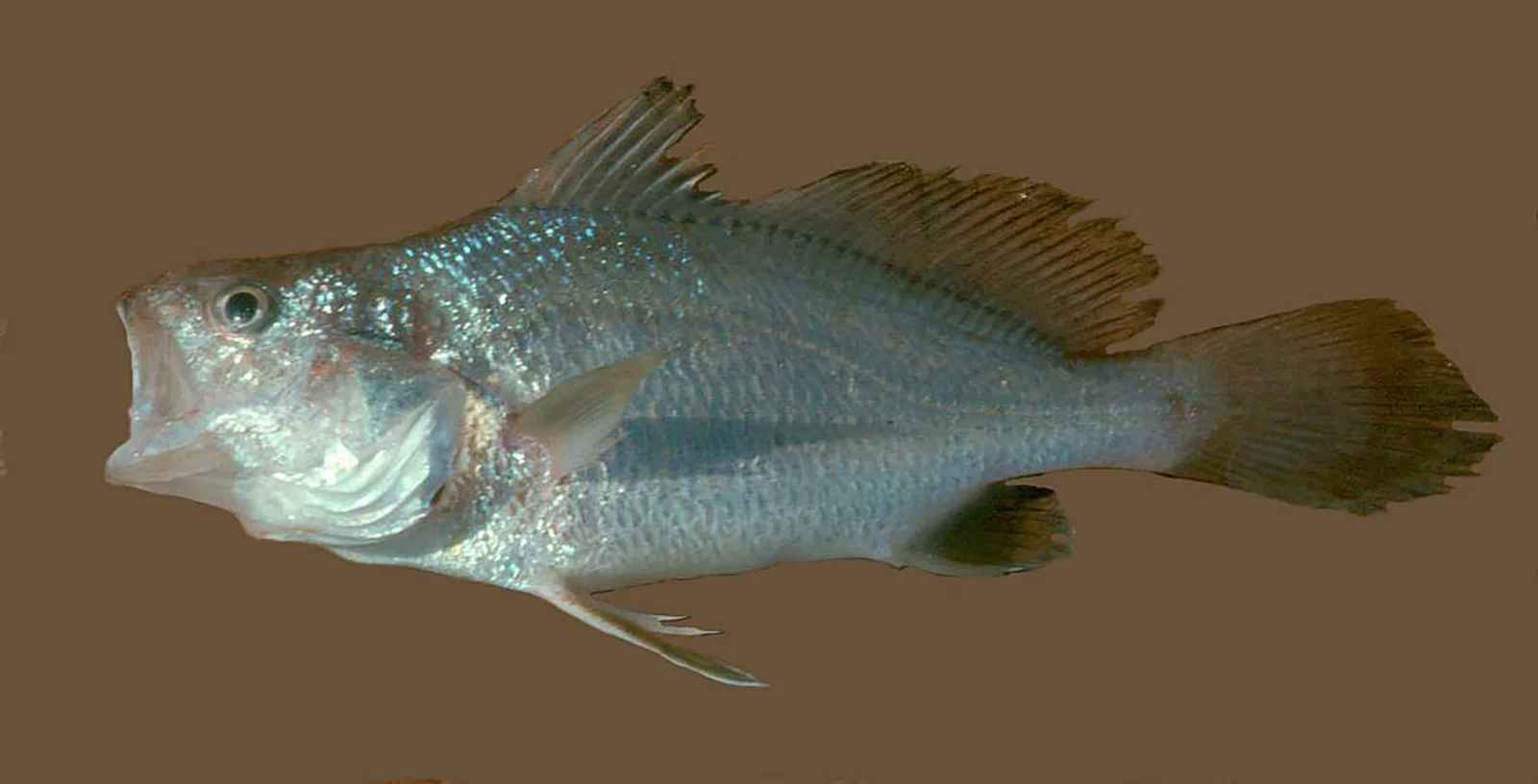 <p>Spines on opercular, no barbel, large face, yellow fins, two dorsal fins</p>