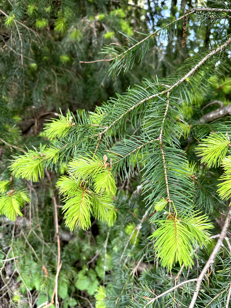 <p>pseudotsuga menziesii</p>