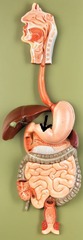 <p>Identify this region of the organ.</p>
