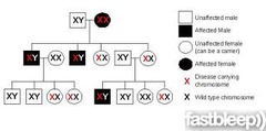 <p>a diagram that shows the occurrence and appearance or phenotypes of a particular gene or organism and its ancestors from one generation to the next</p>