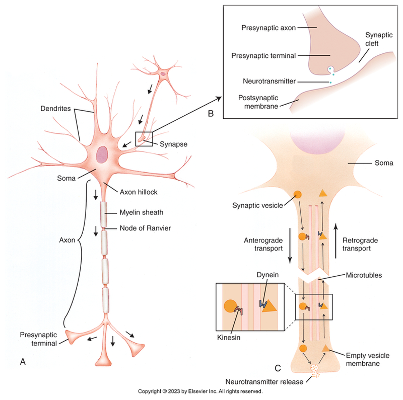 <ul><li><p>by way of neurons and their axons and synapses</p></li><li><p>neurons send information via electrical signaling </p></li></ul><p></p>