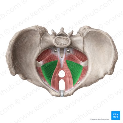 <p>iliococcygeus muscle</p><ul><li><p>posterior part of the levator ani</p></li></ul><p></p>
