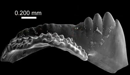 <p>basal cavity, basal pit, most complex</p>