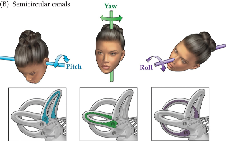<p>pitch, yaw, roll</p>
