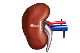 <p>Hilium</p>