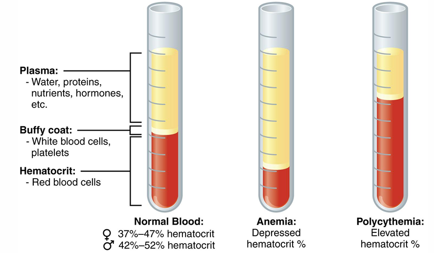 <p>Description: <strong>Proportion of RBCs to plasma</strong></p><p>Normal value: <strong>42 - 52%</strong></p><p>Anemia: <strong>Depressed hematocrit %</strong></p><p>Polycythemia: <strong>Elevated hematocrit %</strong></p>