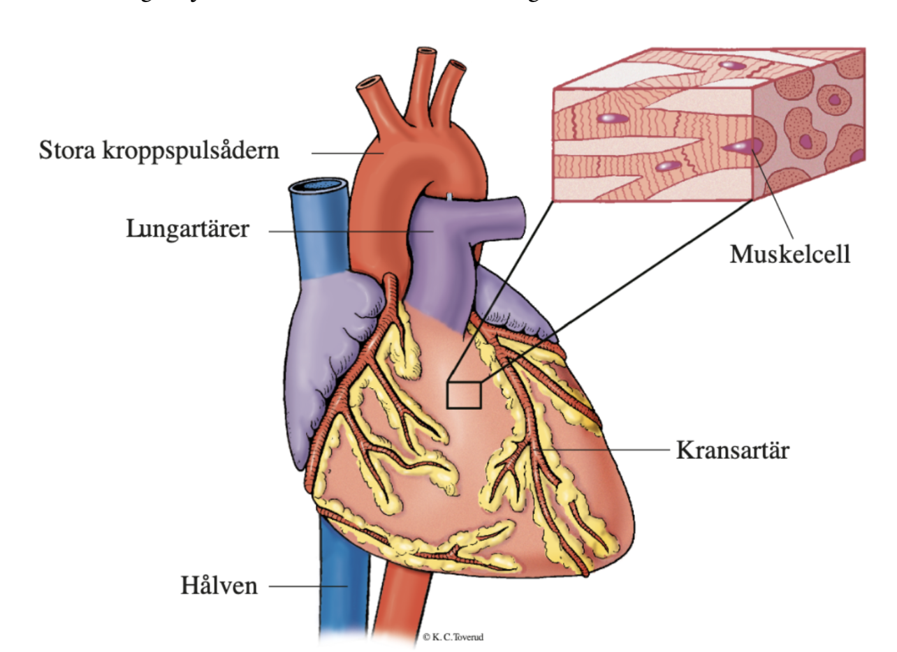 <p>Hur syresätts hjärtat?</p>