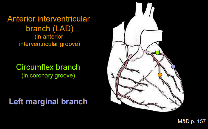 <ol><li><p><span style="background-color: transparent; font-family: "Times New Roman", serif;"><strong>Left Coronary Artery (LCA) Branches:</strong></span></p><ul><li><p><span style="background-color: transparent; font-family: "Times New Roman", serif;"><strong>Left Anterior Descending (LAD):</strong> Passes along the anterior interventricular groove; it gives off <strong>diagonal branches</strong>.</span></p></li><li><p><span style="background-color: transparent; font-family: "Times New Roman", serif;"><strong>Circumflex Artery (LCX):</strong> Follows the coronary groove to the left; it gives off <strong>left marginal branches</strong>.</span></p></li><li><p><span style="background-color: transparent; font-family: "Times New Roman", serif;"><em>Variation:</em> A <strong>ramus intermedius</strong> may arise as a third branch directly from the left main coronary.</span></p></li></ul></li></ol><p></p>
