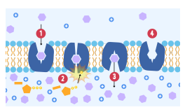 <p>1. Complementary substance binds to specific carrier protein</p><p>2. ATP binds, hydrolysed into ADP + Pi, releasing energy</p><p>3. Carrier protein changes shape, releasing substance on side</p><p>of higher concentration</p><p>4. Pi released → protein returns to original shape</p>