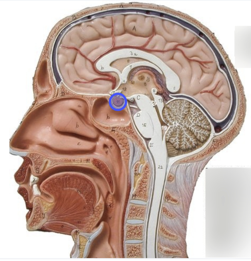 <p><strong>Function:</strong> “Master gland” (controls other glands)</p>