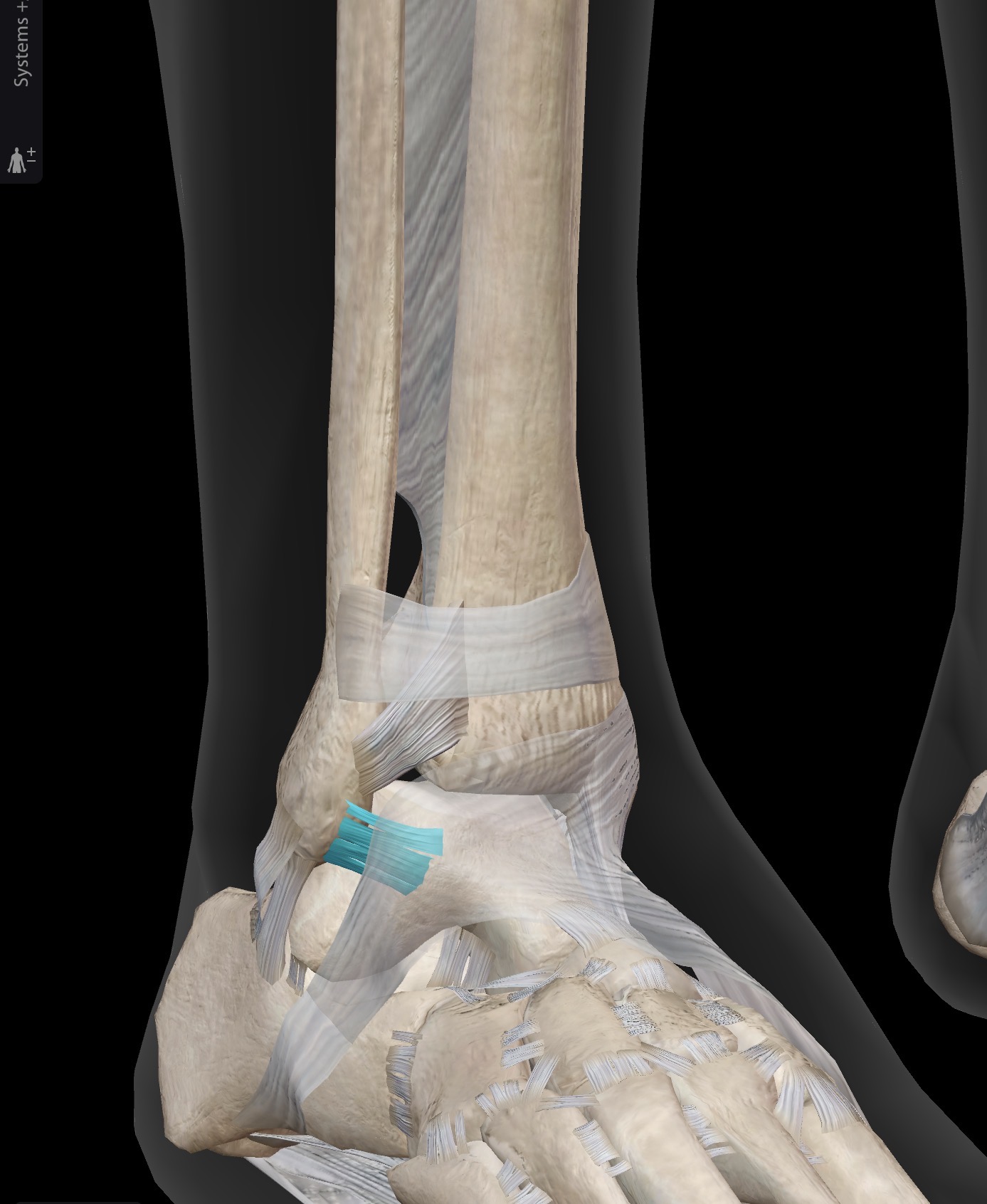 <p>What ligament is this? What does it connect?</p>