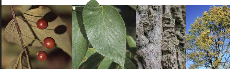 <p>Identify this tree:</p>