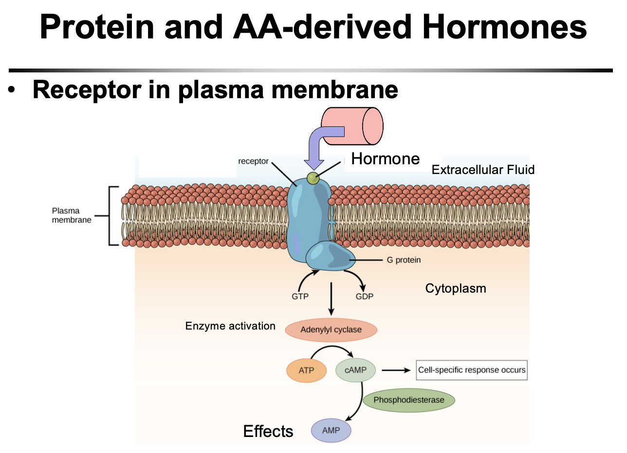 <p>Protein and amino acid–derived hormones <strong>cannot cross the cell membrane</strong>, so they bind <strong>receptors on the plasma membrane</strong> → activate <strong>second messenger systems (e.g., cAMP)</strong> inside the cell → trigger cellular responses. Their effects are <strong>faster than steroid hormones</strong> because they act through signaling cascades rather than gene transcription.</p>