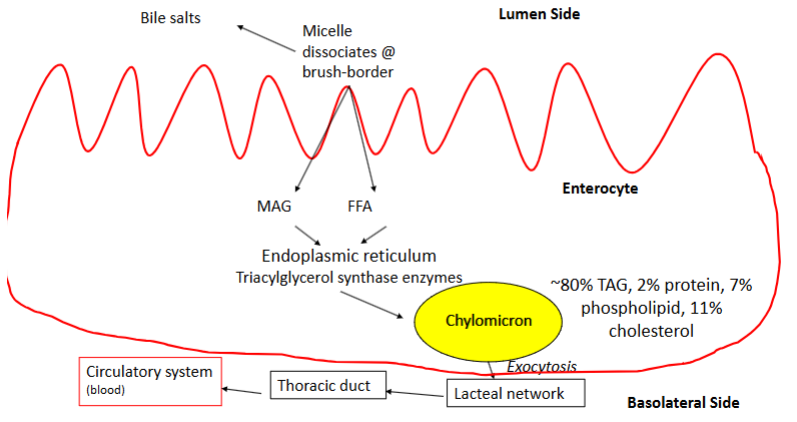 <p>Lipid Absorption</p>