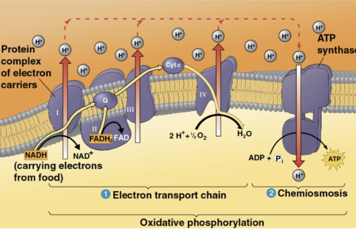 <p>Step 4 of oxidative phosphorylation</p>