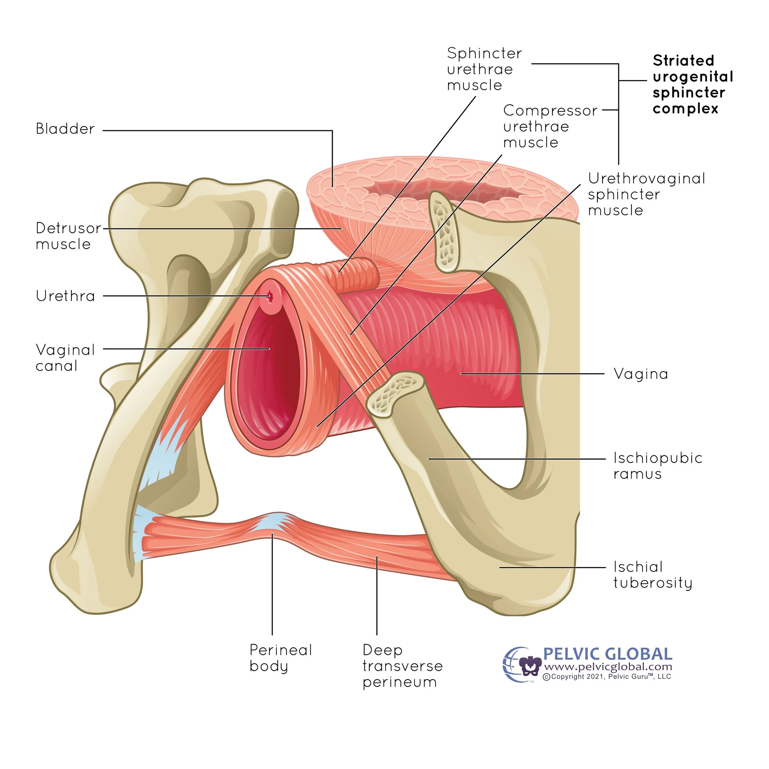 <ul><li><p>a <strong>female specific</strong> muscle</p></li><li><p>works as an accessory urinary sphincter by wrapping around and squeezing the urethra against the vagina to prevent involuntary leakage and maintain continence</p></li></ul><p></p><p>origin → ischiopubic rami</p><p>insertion → its fibres cross anterior to the urethra and interlace with the muscle fibres of the opposite side</p><p>action → constricts and compresses the urethra, augmenting urinary continence</p><p>innervation → perineal branch of the pudendal nerve (S2-S4)</p><p>blood supply → internal pudendal artery</p>