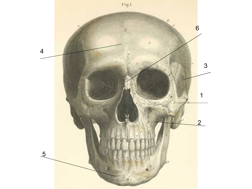 <p>what is #5 pointing at?</p>