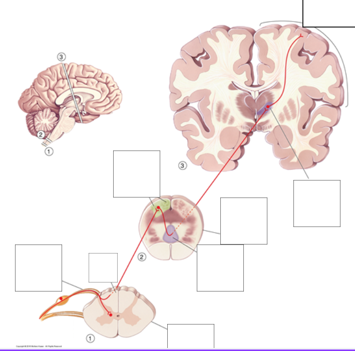 <p>name all parts of dorsal column medial lemniscus</p>
