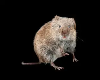 <p>Prairie and Meadow Voles</p>