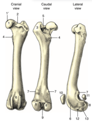 <p>13</p>
