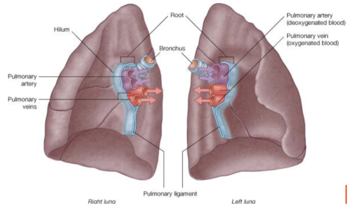 <p>Functions to act as the critical anatomical gateway and central "root," connecting the lungs to the mediastinum</p><ul><li><p>Each lung has its own <strong>hilum</strong> and mediastinum </p></li><li><p>Bronchi (airways), Pulmonary arteries, Pulmonary veins, Nerves and Lymphatic vessels all pass through the <strong>hilum</strong></p><p></p></li></ul><p></p>