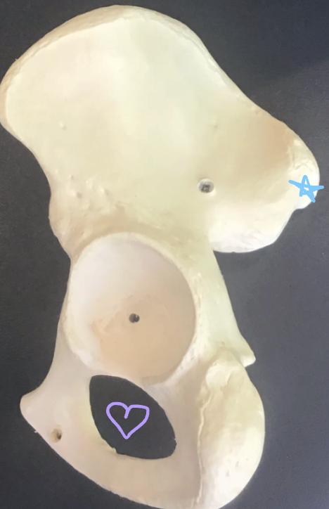 <p>Blue star: What structure is this? What muscle originates here and what is the function?</p><p>Purple heart: What structure is this? What nerve passes through and what does it innervate?</p>